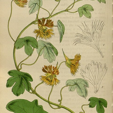 Tropaeolum haynianum unspecified picture