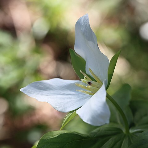 Trillium camschatcense unspecified picture