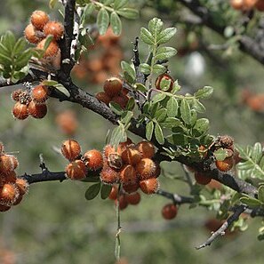 Rhus microphylla unspecified picture