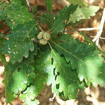 Quercus petraea subsp. iberica unspecified picture