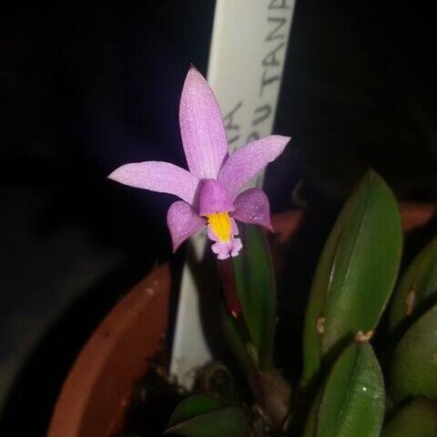 Cattleya liliputana unspecified picture