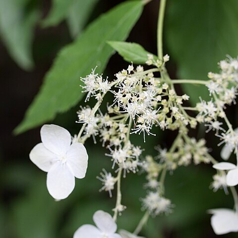 Hydrangea heteromalla unspecified picture