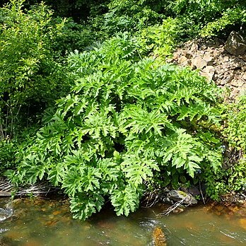 Heracleum trachyloma unspecified picture