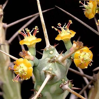 Euphorbia xylacantha unspecified picture