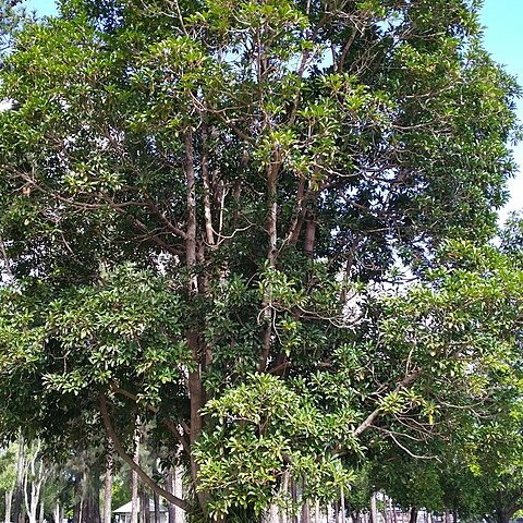 Elaeocarpus bancroftii unspecified picture