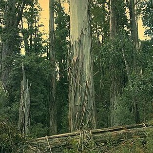 Eucalyptus brookeriana unspecified picture