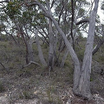 Eucalyptus arenacea unspecified picture