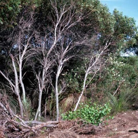 Eucalyptus calcicola unspecified picture