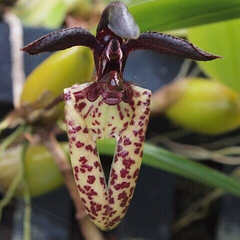 Bulbophyllum lasiochilum unspecified picture