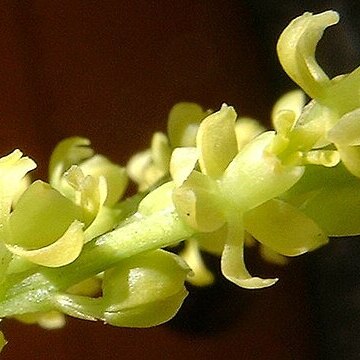 Epidendrum tridactylum unspecified picture