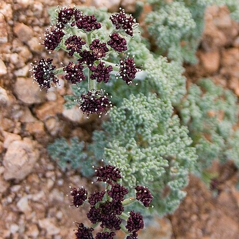 Lomatium mohavense unspecified picture