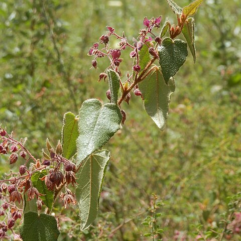 Lasiopetalum bracteatum unspecified picture