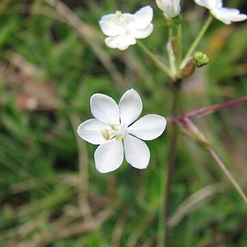 Libertia pulchella unspecified picture