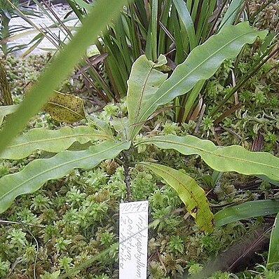 Triphyophyllum peltatum unspecified picture