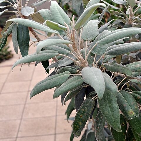 Trochetia boutoniana unspecified picture