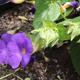 Thunbergia togoensis unspecified picture