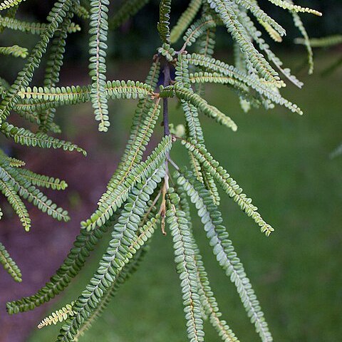 Sophora fulvida unspecified picture