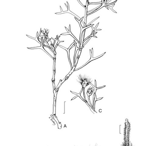 Petrophile pauciflora unspecified picture