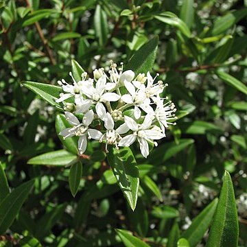 Nematolepis squamea unspecified picture