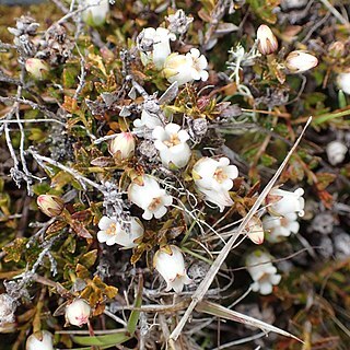 Gaultheria parvula unspecified picture