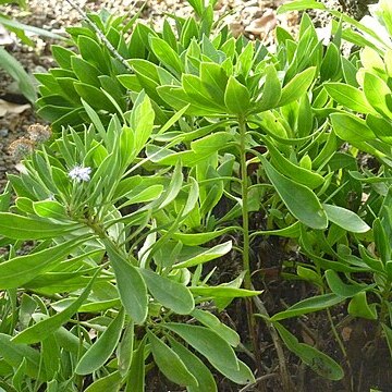 Globularia sarcophylla unspecified picture