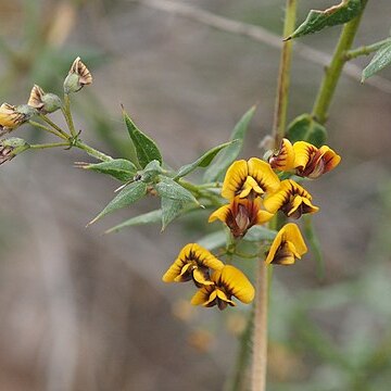 Daviesia umbellulata unspecified picture