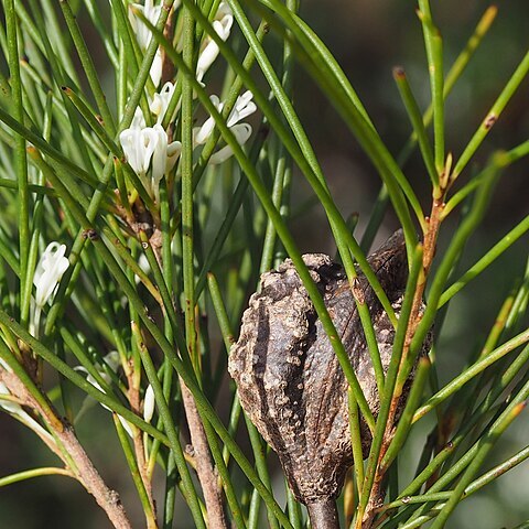 Hakea ochroptera unspecified picture