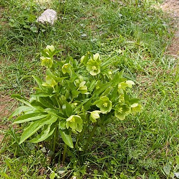 Helleborus cyclophyllus unspecified picture