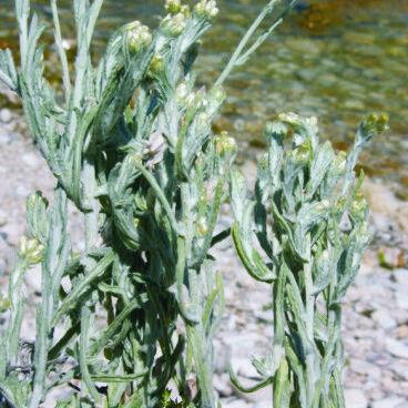 Helichrysum luteoalbum unspecified picture