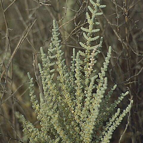 Halocnemum strobilaceum unspecified picture