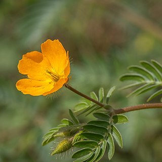 Kallstroemia parviflora unspecified picture