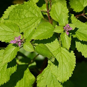 Ocimum labiatum unspecified picture