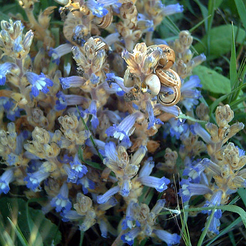 Orobanche ramosa unspecified picture