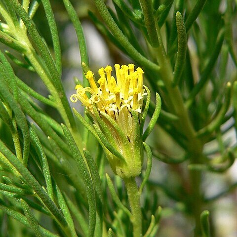 Peucephyllum unspecified picture