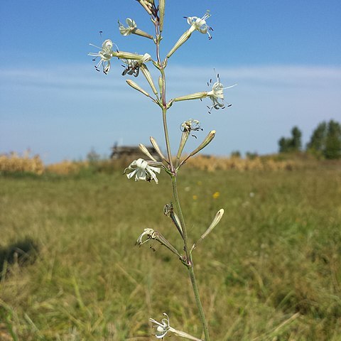 Silene multiflora unspecified picture