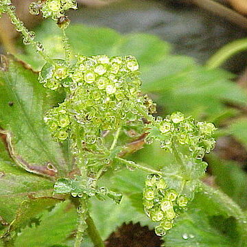 Alchemilla flabellata unspecified picture