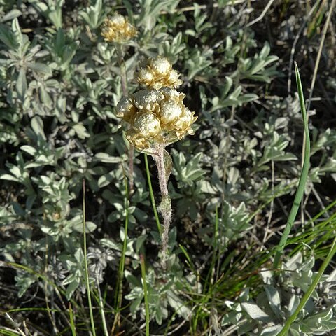 Antennaria umbrinella unspecified picture