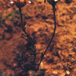 Anthemis glaberrima unspecified picture