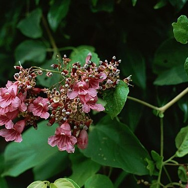 Fridericia patellifera unspecified picture