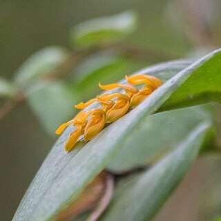 Acianthera polystachya unspecified picture