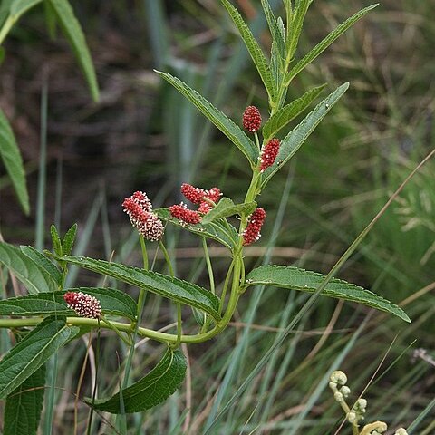 Acalypha punctata unspecified picture