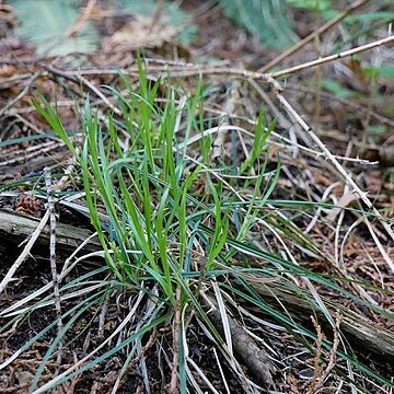 Carex pudica unspecified picture