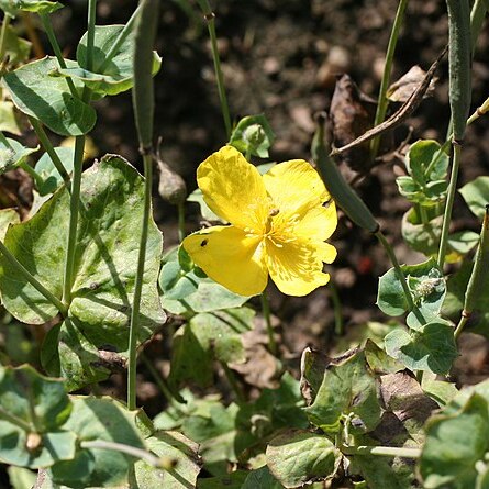 Dicranostigma erectum unspecified picture