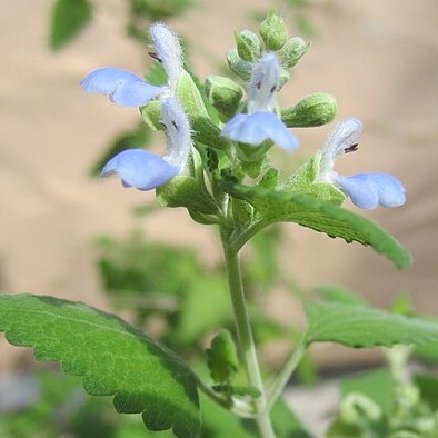 Salvia ballotiflora unspecified picture