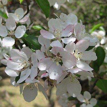 Malus spontanea unspecified picture