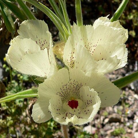 Mohavea confertiflora unspecified picture