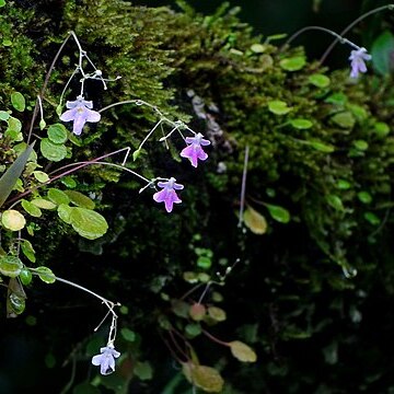 Impatiens agumbeana unspecified picture