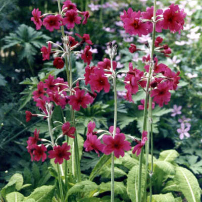 Primula pulverulenta unspecified picture