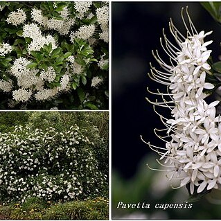 Pavetta capensis unspecified picture