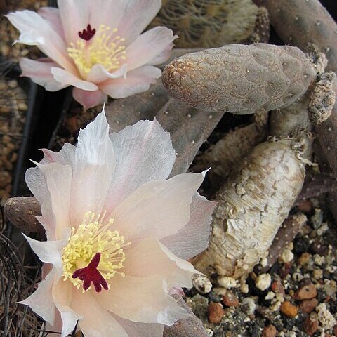 Pterocactus reticulatus unspecified picture